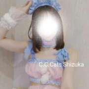 ヒメ日記 2025/11/25 17:22 投稿 しずか C.C.CATS