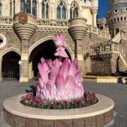 さくら 1/26    急遽！ 桃色クリスタル