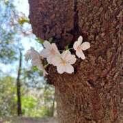 ヒメ日記 2026/03/04 14:41 投稿 吉沢 あい Men's relaxation VEGA