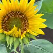 ヒメ日記 2025/08/17 21:46 投稿 高梨夕子 五十路マダムエクスプレス横浜店（カサブランカグループ）