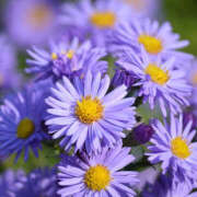 ヒメ日記 2025/11/10 20:37 投稿 しずか ハピネス東京