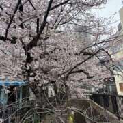 ヒメ日記 2026/03/31 17:07 投稿 しずか ハピネス東京