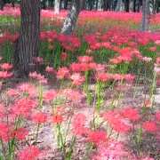 ヒメ日記 2025/09/29 08:03 投稿 ゆず 西船人妻花壇