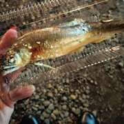 ヒメ日記 2026/01/01 20:01 投稿 ゆず 西船人妻花壇