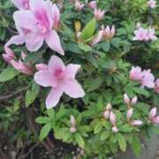 ヒメ日記 2026/04/12 18:14 投稿 ゆず 西船人妻花壇