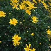 ヒメ日記 2026/04/13 18:50 投稿 ゆず 西船人妻花壇