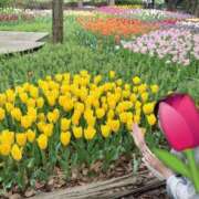 ヒメ日記 2026/04/15 14:23 投稿 ゆず 西船人妻花壇