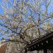 ヒメ日記 2026/02/24 10:53 投稿 千秋まい しゅうかつ倶楽部