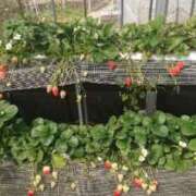 ヒメ日記 2026/03/22 19:05 投稿 斎藤 ゆきな 妻の友人