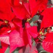 ヒメ日記 2025/12/08 14:18 投稿 遠藤　出雲 30・40・50代☆人妻熟女コレクション