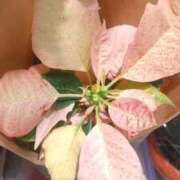 ヒメ日記 2025/12/09 15:03 投稿 遠藤　出雲 30・40・50代☆人妻熟女コレクション