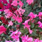 ヒメ日記 2026/02/16 15:30 投稿 遠藤　出雲 30・40・50代☆人妻熟女コレクション