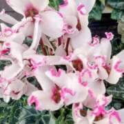 ヒメ日記 2026/04/13 15:19 投稿 遠藤　出雲 30・40・50代☆人妻熟女コレクション