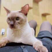 なお 口コミきたー 品川ハイブリッドマッサージ