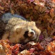 ヒメ日記 2025/11/21 11:00 投稿 たぬ 素人ぽちゃカワ学園