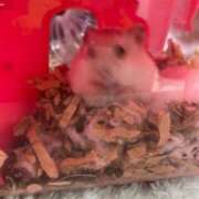 ヒメ日記 2025/11/18 01:37 投稿 りあ 素人ぽちゃカワ学園