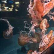 ヒメ日記 2026/04/15 04:06 投稿 ちひろ 素人ぽちゃカワ学園