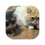 ヒメ日記 2025/09/30 13:01 投稿 えま ミセスサマンサ