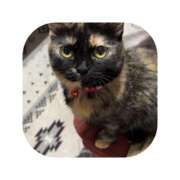 ヒメ日記 2025/11/19 06:29 投稿 えま ミセスサマンサ