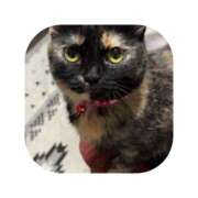 ヒメ日記 2025/11/27 18:34 投稿 えま ミセスサマンサ