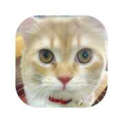 ヒメ日記 2026/01/03 09:53 投稿 えま ミセスサマンサ