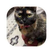 ヒメ日記 2026/01/08 16:17 投稿 えま ミセスサマンサ