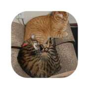 ヒメ日記 2026/01/14 15:30 投稿 えま ミセスサマンサ