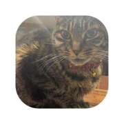 ヒメ日記 2026/01/18 04:00 投稿 えま ミセスサマンサ