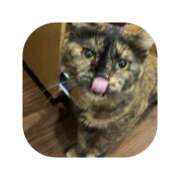 ヒメ日記 2026/02/13 12:12 投稿 えま ミセスサマンサ