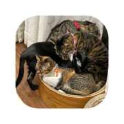 ヒメ日記 2026/03/26 03:15 投稿 えま ミセスサマンサ