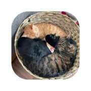 ヒメ日記 2026/03/27 03:27 投稿 えま ミセスサマンサ