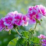 ヒメ日記 2026/06/28 10:02 投稿 れいら ミセスサマンサ