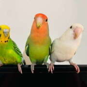 ヒメ日記 2025/10/04 18:00 投稿 えりか サマンサ 堺店