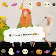 ヒメ日記 2025/10/31 12:00 投稿 えりか サマンサ 堺店