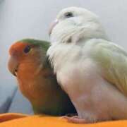 ヒメ日記 2026/01/10 13:50 投稿 えりか サマンサ 堺店