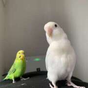 ヒメ日記 2026/03/28 18:01 投稿 えりか サマンサ 堺店