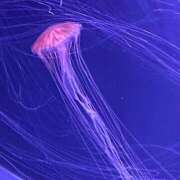 ヒメ日記 2025/10/12 12:09 投稿 体験きょうか☆業界未経験 セレブ パラダイス