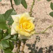 ヒメ日記 2025/10/13 18:24 投稿 体験きょうか☆業界未経験 セレブ パラダイス