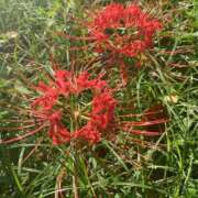 ヒメ日記 2025/10/14 07:48 投稿 体験きょうか☆業界未経験 セレブ パラダイス