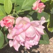 ヒメ日記 2025/10/14 23:30 投稿 体験きょうか☆業界未経験 セレブ パラダイス