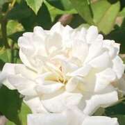 ヒメ日記 2025/10/15 09:18 投稿 体験きょうか☆業界未経験 セレブ パラダイス