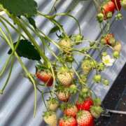 ヒメ日記 2025/10/21 11:03 投稿 体験きょうか☆業界未経験 セレブ パラダイス