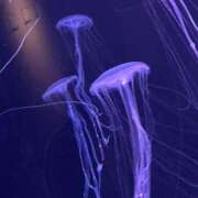 ヒメ日記 2025/10/23 23:18 投稿 体験きょうか☆業界未経験 セレブ パラダイス