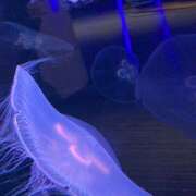 ヒメ日記 2025/11/01 17:36 投稿 体験きょうか☆業界未経験 セレブ パラダイス