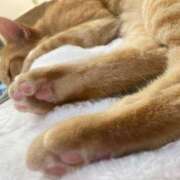 ヒメ日記 2025/11/10 09:48 投稿 体験きょうか☆業界未経験 セレブ パラダイス