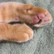 体験きょうか☆業界未経験 ただいま、出勤中です🐾 セレブ パラダイス