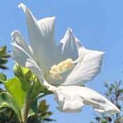 体験きょうか☆業界未経験 🌸今日もありがとう日記🌸 セレブ パラダイス