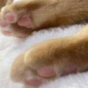 ヒメ日記 2025/12/16 08:12 投稿 体験きょうか☆業界未経験 セレブ パラダイス