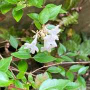 ヒメ日記 2025/12/16 19:06 投稿 体験きょうか☆業界未経験 セレブ パラダイス