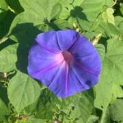 体験きょうか☆業界未経験 💐お礼日記💐 セレブ パラダイス